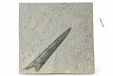 Fossil Belemnite (Acrocoelites) - Germany #264602-1